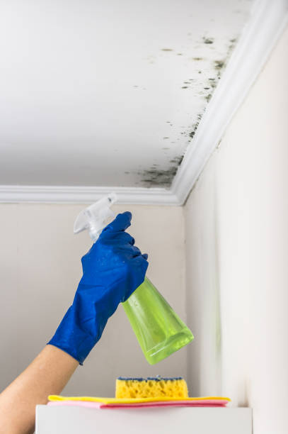 Best Mold Remediation for Specific Building Types in USA